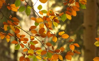 Картинка ветки, осень, листья