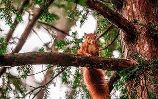 Картинка белка, дерево, ветки