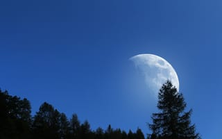 Картинка луна, деревья, небо