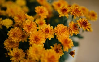 Картинка хризантема, цветы, желтый