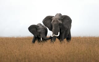 Картинка слоны, животные, дикая природа