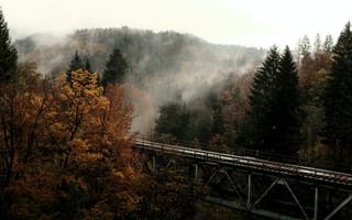 Обои мост, лес, деревья
