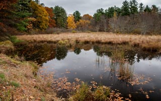 Картинка озеро, лес, осень