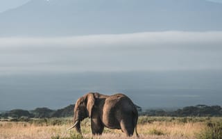 Картинка слон, животное, гора