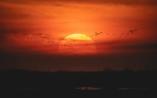 Картинка закат, солнце, птицы