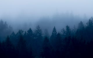Обои лес, туман, деревья