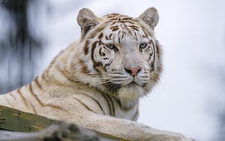 Обои белый тигр, тигр, взгляд