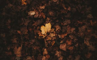 Картинка опавшие листья, листья, осень