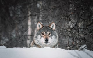 Картинка волк, взгляд, хищник