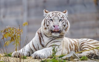 Картинка белый тигр, тигр, высунутый язык
