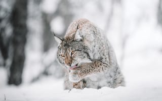 Картинка рысь, большая кошка, высунутый язык