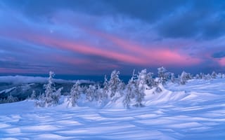 Картинка снег, деревья, сумерки