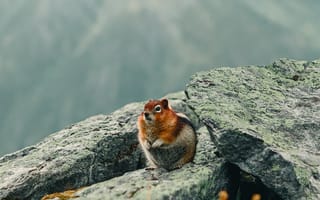 Картинка бурундук, грызун, животное