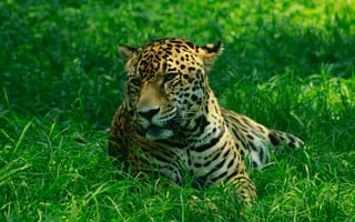 Картинка леопард, хищник, трава