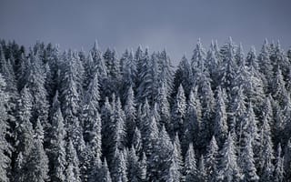 Картинка ели, деревья, снег