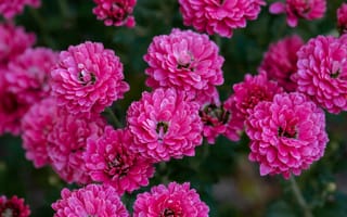 Картинка хризантема, цветы, розовый