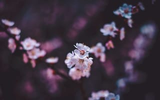 Картинка сакура, цветы, белый