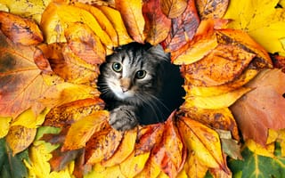Картинка кошка, листья, осень