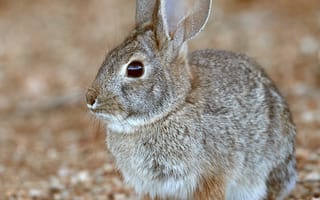 Картинка кролик, животное, серый