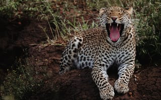 Картинка леопард, зев, большая кошка