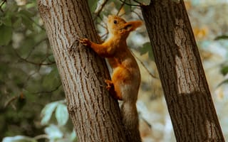 Картинка белка, дерево, животное
