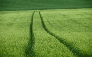 Картинка поле, следы, пшеница