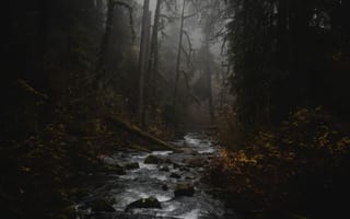 Картинка ручей, лес, туман