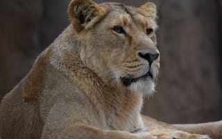 Картинка львица, хищник, большая кошка