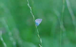 Картинка бабочка, трава, макро