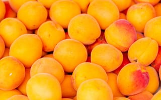 Обои абрикосы, фрукты, желтый