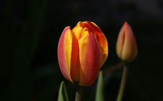 Картинка тюльпаны, цветы, бутон