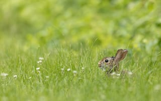 Картинка кролик, трава, животное