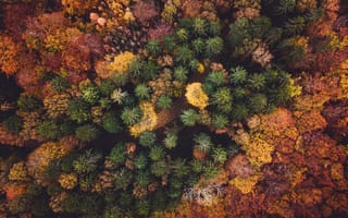 Обои лес, вид сверху, осень