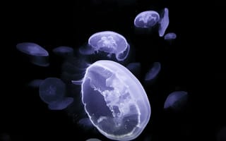 Картинка медузы, существа, свечение