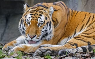 Обои тигр, высунутый язык, животное