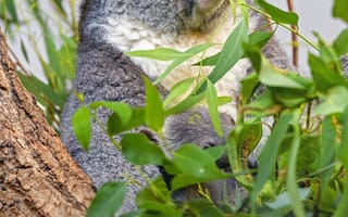 Картинка коала, животное, серый