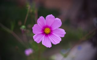 Картинка космея, цветок, фиолетовый