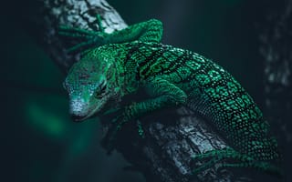 Картинка ящерица, рептилия, зеленый