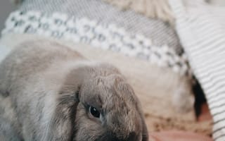 Картинка кролик, серый, животное