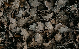 Картинка листья, сухой, опавший
