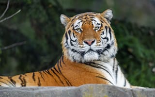 Картинка тигр, взгляд, животное
