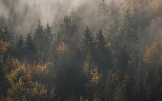 Картинка лес, туман, деревья
