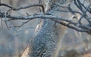 Картинка заяц, животное, серый