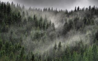 Картинка лес, туман, облака