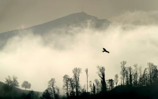 Картинка птица, силуэт, гора