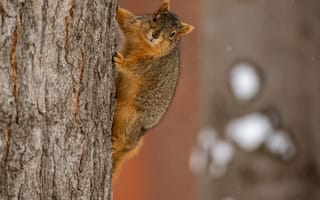Картинка белка, животное, коричневый