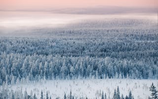 Картинка лес, снег, вид сверху