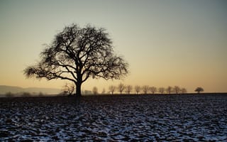 Картинка дерево, поле, снег