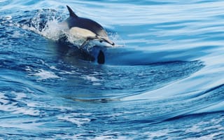 Картинка дельфин, вода, брызги
