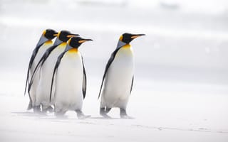 Обои королевские пингвины, пингвины, птицы